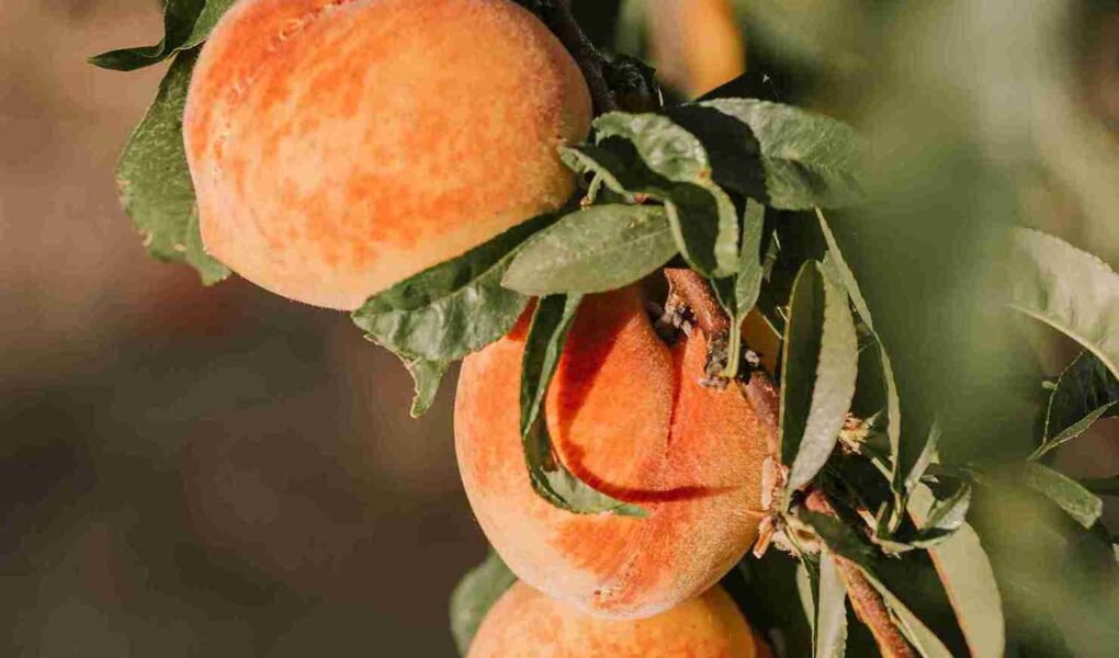 benefits of peaches