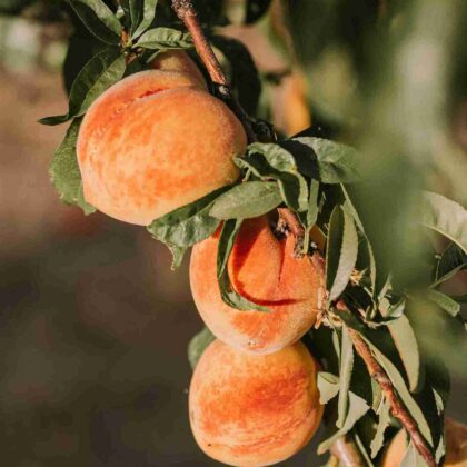 benefits of peaches