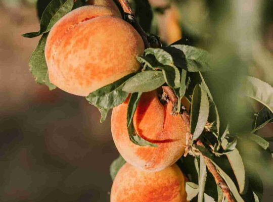 benefits of peaches