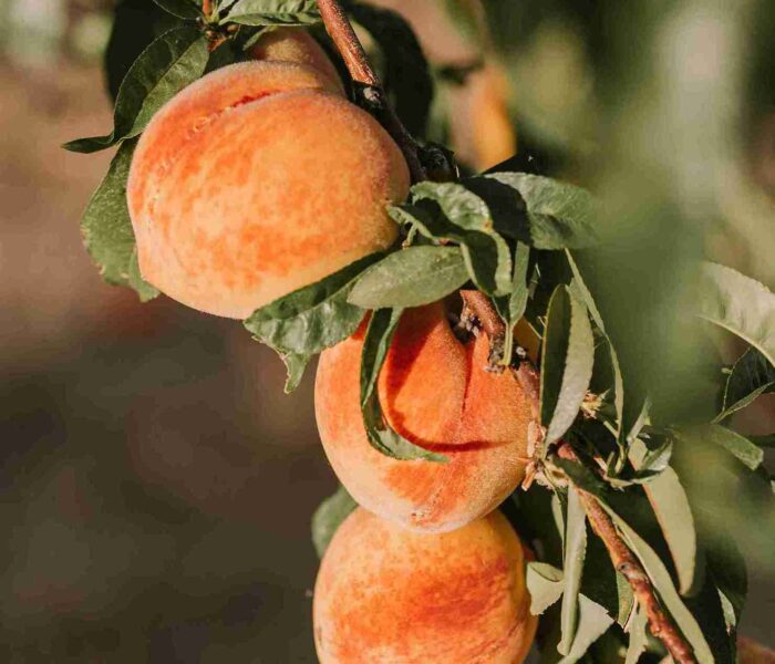 benefits of peaches