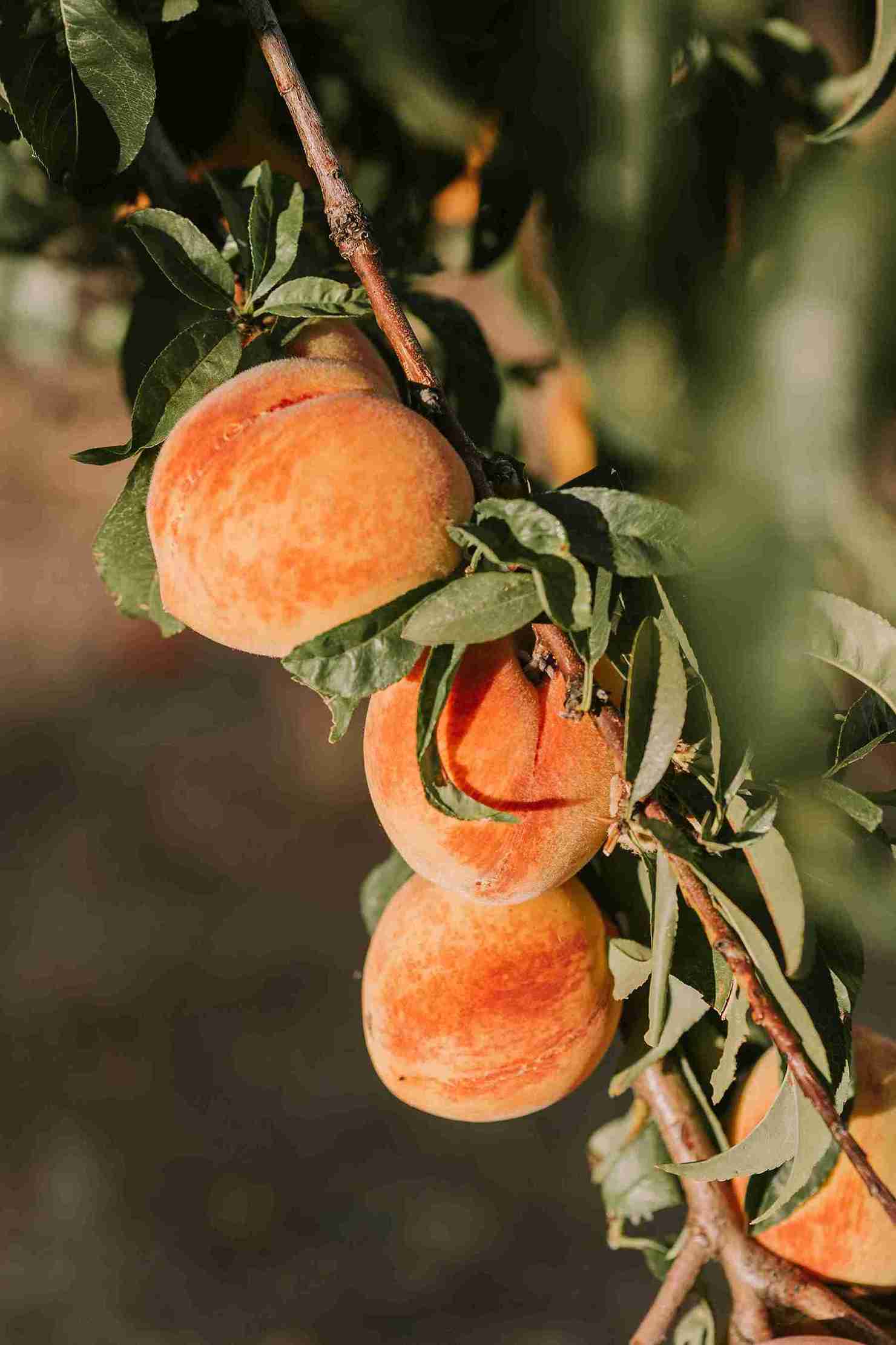 benefits of peaches